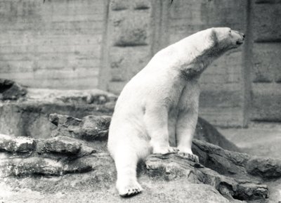 Eisbär sitzt, 1924 von Frederick William Bond